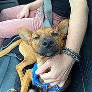 Shiloh is registered to the contest to win money with this photo: animal, black_seat, black_top, brown_dog, car_interior, casual, closeup, collar, comfort, cute, dog, domestic_animal, hand, indoor, person, pet, pink_pants, relaxed, resting, seatbelt