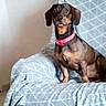 Snoopy a rejoint le concours — aidez-le/la à gagner de superbes lots ! alert, black, brown, canine, collar, companion_animal, couch, dachshund, dog, furniture, home, indoor, living_room, looking_at_camera, pet, pink_collar, portrait, short_hair, sitting, upholstery