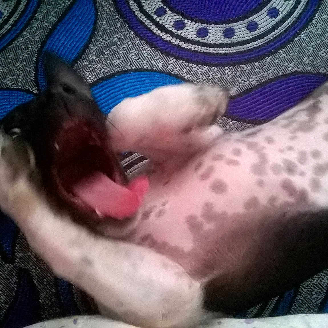 Mitou