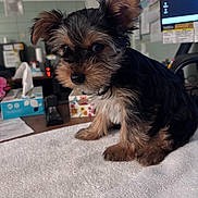 Remy is registered to the contest to win money with this photo: puppy, dog, small_dog, fur, cute, pet, animal, indoors, towel, desk, office, computer, monitor, tissue_box, paper, black_fur, brown_fur, ears, sitting, curious
