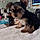 Remy