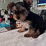 puppy, dog, small_dog, fur, cute, pet, animal, indoors, towel, desk, office, computer, monitor, tissue_box, paper, black_fur, brown_fur, ears, sitting, curious