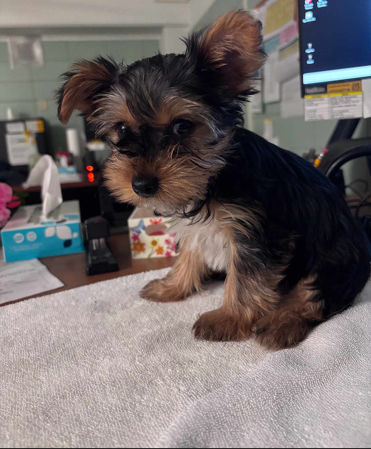 Remy is registered to the contest to win money with this photo: puppy, dog, small_dog, fur, cute, pet, animal, indoors, towel, desk, office, computer, monitor, tissue_box, paper, black_fur, brown_fur, ears, sitting, curious