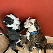 Sir And Gucci is registered to the contest to win money with this photo: puppy, dog, playful, pet, indoor, floor, red_wall, collar, black_and_white, brown_brindle, cute, young, animal, paw, sitting, interaction, companions, domestic, friendly, canine
