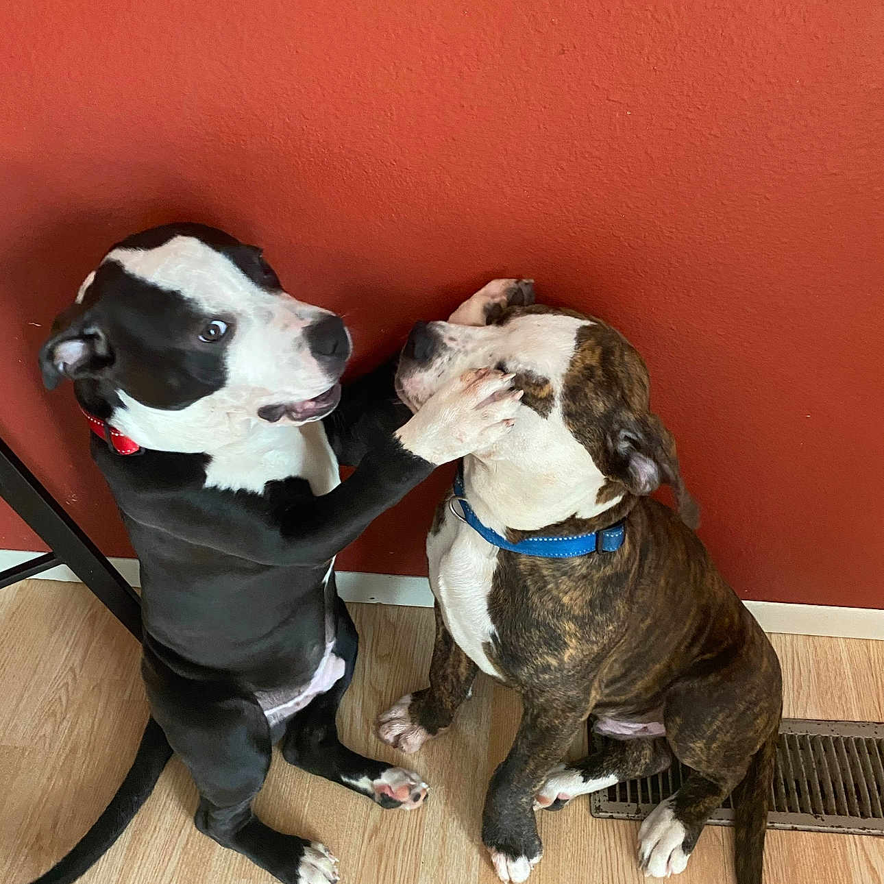 Sir And Gucci is registered to the contest to win money with this photo: animal, black_and_white, brown_brindle, canine, collar, companions, cute, dog, domestic, floor, friendly, indoor, interaction, paw, pet, playful, puppy, red_wall, sitting, young
