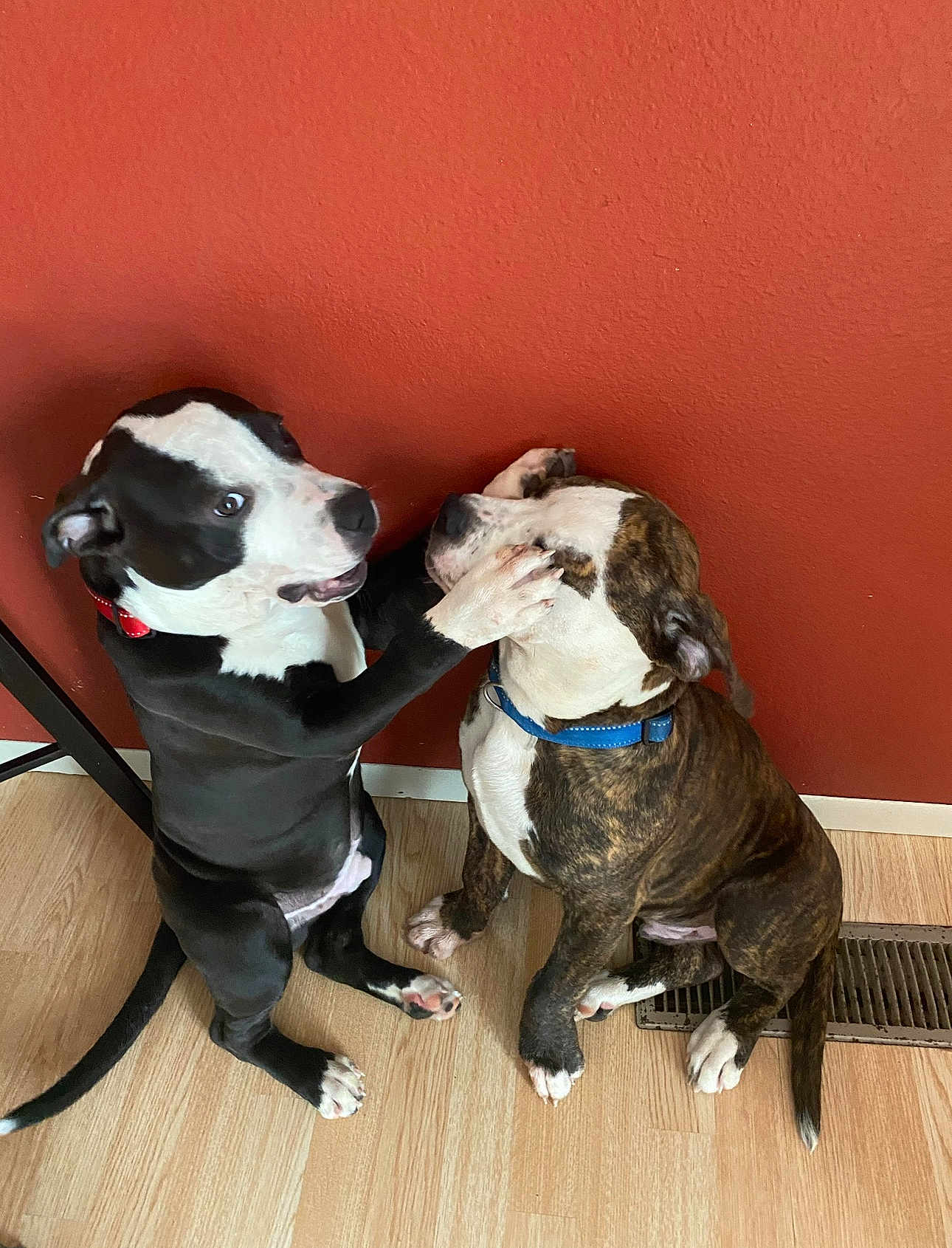 Sir And Gucci is registered to the contest to win money with this photo: puppy, dog, playful, pet, indoor, floor, red_wall, collar, black_and_white, brown_brindle, cute, young, animal, paw, sitting, interaction, companions, domestic, friendly, canine