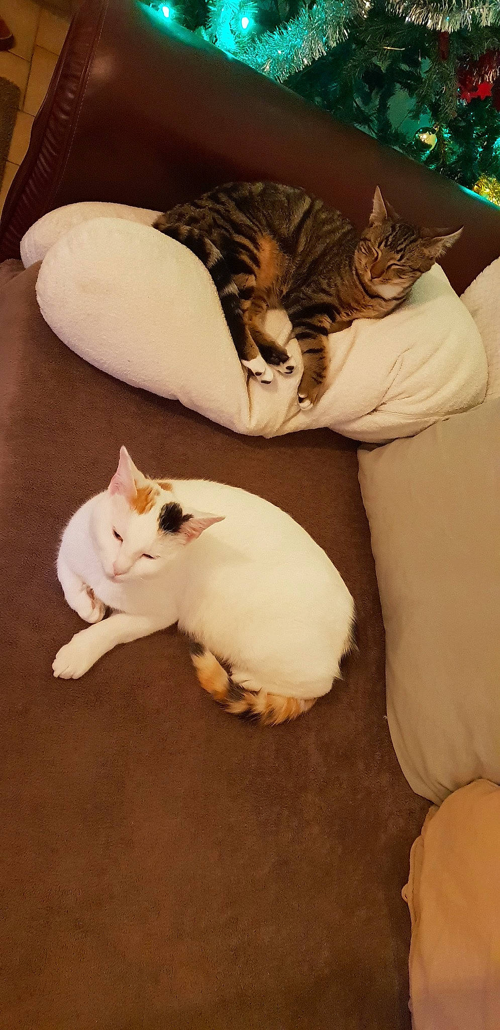 Pop Corn participe au concours pour gagner de l'argent avec cette photo : asian, carnivore, cat, fawn, felidae, fur, kitten, leg, nap, paw, small_to_medium_sized_cats, tail, whiskers