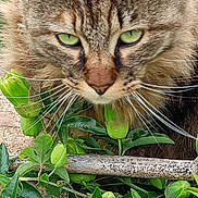 Suxsy participe au concours pour gagner de l'argent avec cette photo : cat, tabby_cat, green_eyes, whiskers, fur, flower, passion_flower, green_leaves, plant, nature, outdoor, close_up, pet, animal, garden, leaf, bloom, botanical, flora, wildlife