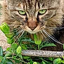 cat, tabby_cat, green_eyes, whiskers, fur, flower, passion_flower, green_leaves, plant, nature, outdoor, close_up, pet, animal, garden, leaf, bloom, botanical, flora, wildlife