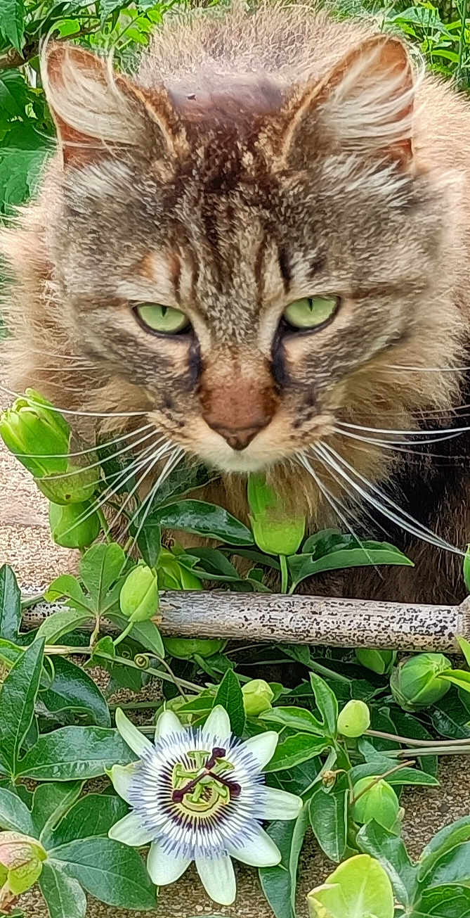 Suxsy participe au concours pour gagner de l'argent avec cette photo : cat, tabby_cat, green_eyes, whiskers, fur, flower, passion_flower, green_leaves, plant, nature, outdoor, close_up, pet, animal, garden, leaf, bloom, botanical, flora, wildlife