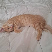Bijou a rejoint le concours — aidez-le/la à gagner de superbes lots ! animal, bed, blanket, cat, cozy, cute, domestic_cat, feline, fur, indoor, kitten, nap, orange_tabby, peaceful, pet, quilt, resting, sleeping, soft, young