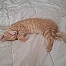 animal, bed, blanket, cat, cozy, cute, domestic_cat, feline, fur, indoor, kitten, nap, orange_tabby, peaceful, pet, quilt, resting, sleeping, soft, young