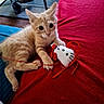 animal, carpet, cat, closeup, cute, fur, hello_kitty, indoor, kitten, orange_tabby, paw, pet, playful, red_blanket, relaxing, ribbon, sleeping_area, slippers, table, toy