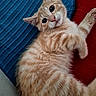 animal, blue_cushion, cat, curious, cushion, cute, feline, fluffy, fur, ginger_cat, indoor, kitten, lying_down, pet, pink_nose, red_blanket, relaxed, tabby, whiskers, young_cat