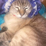 Gus joined the competition — help win amazing prizes! animal, blue_blanket, bonnet, cat, closeup, cozy, cute, domestic_cat, feline, fur, indoor, mammal, pet, portrait, purple, relaxed, resting, sleeping, tail, whiskers