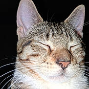 Luna joined the competition — help win amazing prizes! cat, tabby, close_up, whiskers, ears, nose, fur, sleeping, peaceful, portrait, animal, pet, mammal, face, cute, feline, domestic, relaxed, black_background, whisker