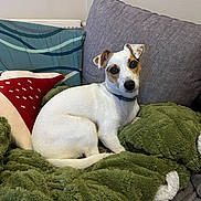 Uguette a rejoint le concours — aidez-le/la à gagner de superbes lots ! dog, white_dog, brown_ear_patches, brown_face_patches, blanket, green_blanket, couch, grey_couch, pillow, red_pillow, blue_pillow, indoor, pet, animal, cute, relaxed, sitting, looking_at_camera, cozy, home
