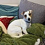 dog, white_dog, brown_ear_patches, brown_face_patches, blanket, green_blanket, couch, grey_couch, pillow, red_pillow, blue_pillow, indoor, pet, animal, cute, relaxed, sitting, looking_at_camera, cozy, home