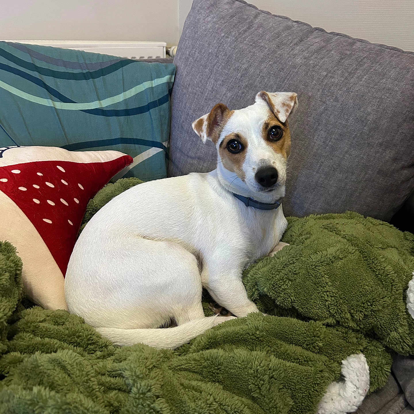Uguette a rejoint le concours — aidez-le/la à gagner de superbes lots ! animal, blanket, blue_pillow, brown_ear_patches, brown_face_patches, couch, cozy, cute, dog, green_blanket, grey_couch, home, indoor, looking_at_camera, pet, pillow, red_pillow, relaxed, sitting, white_dog