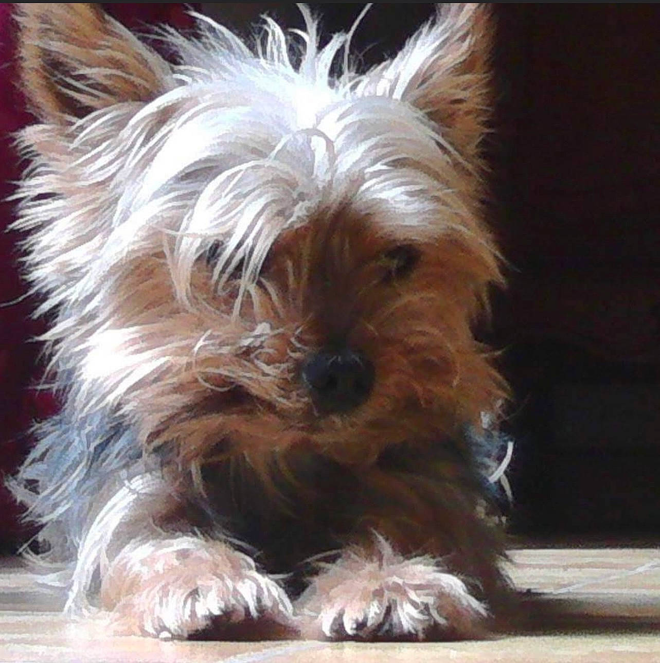 Calin participe au concours pour gagner de l'argent avec cette photo : biewer_terrier, canidae, carnivore, companion_dog, dog, dog_breed, fur, liver, small_terrier, snout, sporting_group, terrestrial_animal, terrestrial_plant, terrier, toy_dog, water_dog, yorkshire_terrier