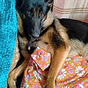 Raya a rejoint le concours — aidez-le/la à gagner de superbes lots ! dog, german_shepherd, pet, animal, canine, lying_down, blanket, floral_pattern, orange, pink, white, green, couch, furniture, indoor, cozy, relaxed, ears, fur, brown