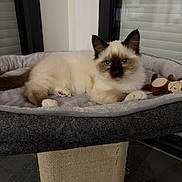 Aristote a rejoint le concours — aidez-le/la à gagner de superbes lots ! cat, blue_eyes, fluffy, pet_bed, plush_toy, indoor, relaxed, feline, animal, cute, resting, cozy, domestic_cat, tabby, whiskers, ears, paws, window, curious, soft