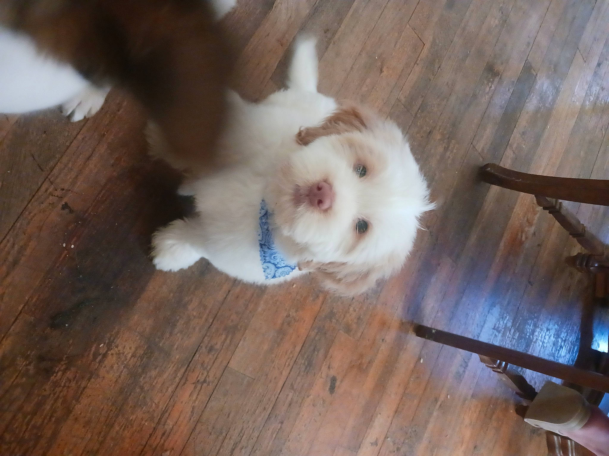 Chunk is registered to the contest to win money with this photo: canidae, carnivore, companion_dog, dog, dog_breed, fawn, flooring, fur, hardwood, labradoodle, snout, sporting_group, tail, toy, toy_dog, varnish, wood, wood_flooring, wood_stain, working_animal