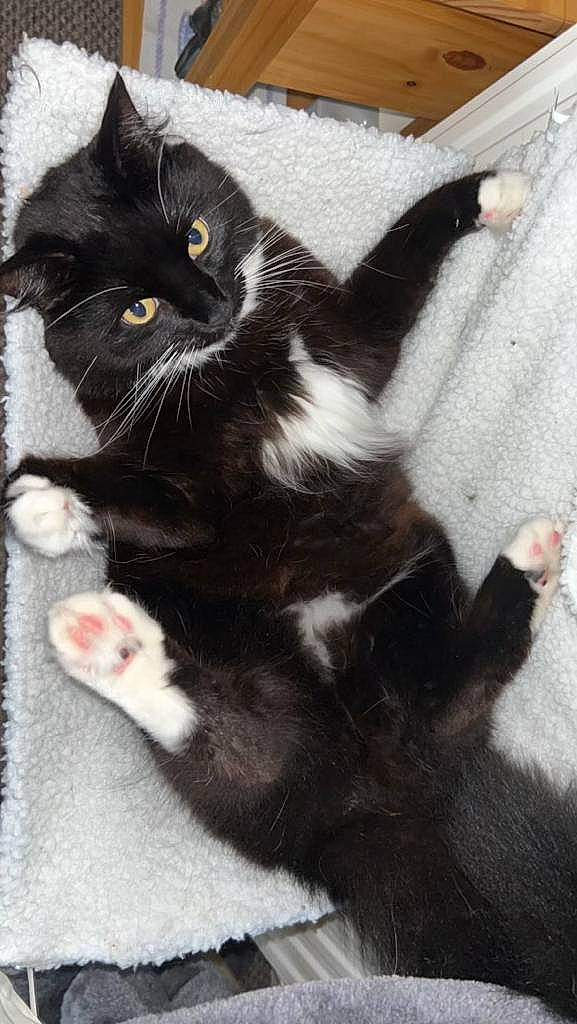 Félix is registered to the contest to win money with this photo: black_cat, carnivore, cat, claw, domestic_short_haired_cat, felidae, foot, fur, gesture, monochrome_photography, paw, small_to_medium_sized_cats, snout, tail, whiskers, window