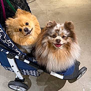 Little Bear joined the competition — help win amazing prizes! dog, pomeranian, stroller, indoor, floor, pet, fluffy, small_dog, happy, cute, animal, fur, face, canine, wheel, seated, looking_at_camera, two_dogs, domestic_animal, companion