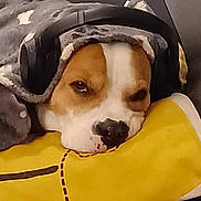 Willow is registered to the contest to win money with this photo: dog, blanket, headphones, pillow, resting, brown_and_white, cute, indoors, cozy, pet, sleepy, couch, relaxed, animal, comfort, closeup, soft, fur, nap, domestic_animal