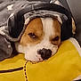 dog, blanket, headphones, pillow, resting, brown_and_white, cute, indoors, cozy, pet, sleepy, couch, relaxed, animal, comfort, closeup, soft, fur, nap, domestic_animal