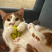 Drake joined the competition — help win amazing prizes! animal, cat, close_up, couch, cozy, cute, domestic_cat, feline, fur, indoor, looking_at_camera, orange_and_white, paws, pet, pink_paw_pads, playful, relaxed, sitting, tennis_ball, whiskers