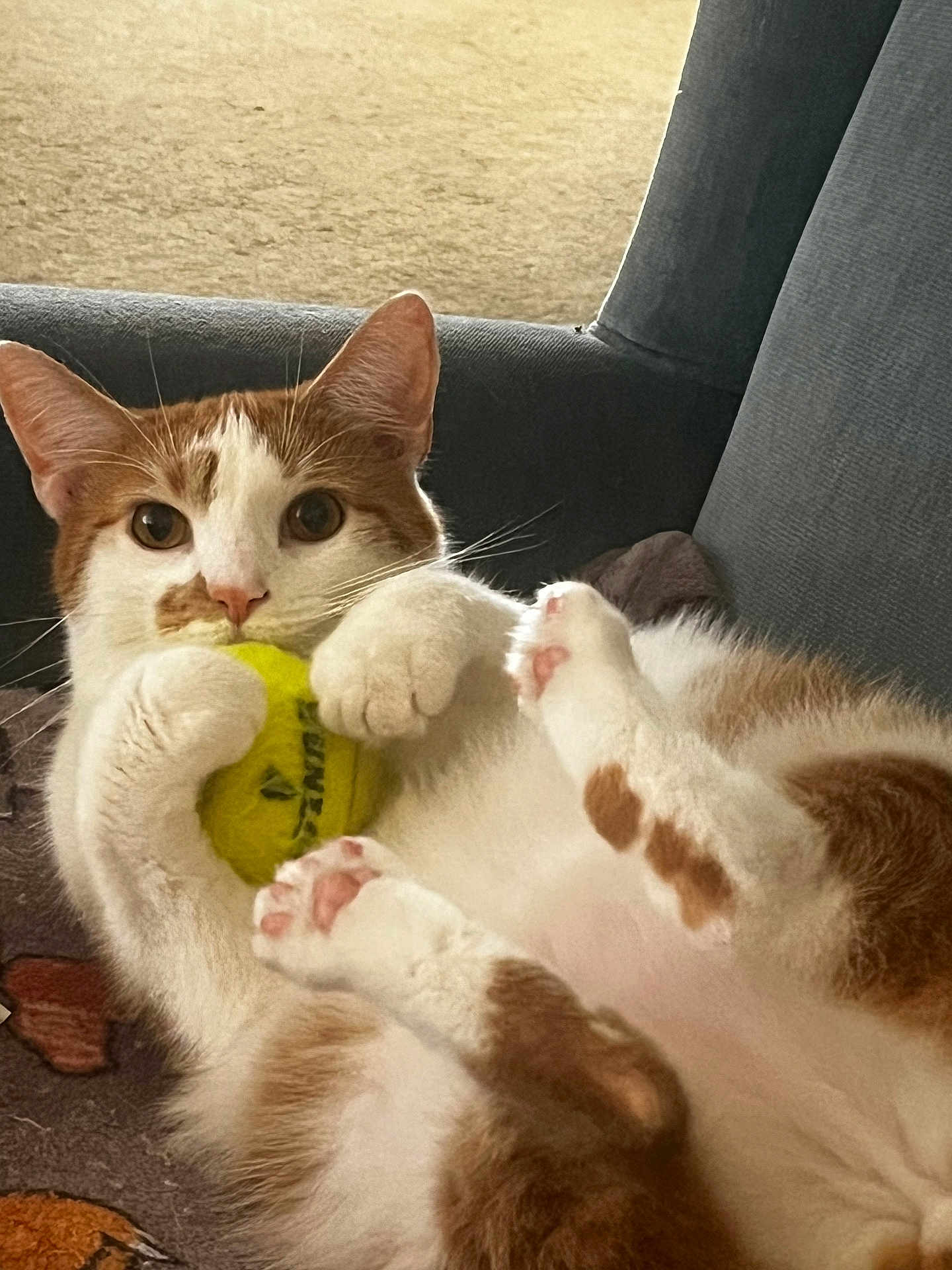Drake joined the competition — help win amazing prizes! animal, cat, close_up, couch, cozy, cute, domestic_cat, feline, fur, indoor, looking_at_camera, orange_and_white, paws, pet, pink_paw_pads, playful, relaxed, sitting, tennis_ball, whiskers