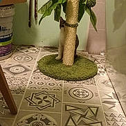 Rubis a rejoint le concours — aidez-le/la à gagner de superbes lots ! cat, scratching_post, indoor, floor_tiles, green_mat, curious, houseplant, wall, bucket, cardboard_box, furniture_leg, shadow, pet, animal, home, floor, decor, leaf, pattern, room