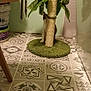 cat, scratching_post, indoor, floor_tiles, green_mat, curious, houseplant, wall, bucket, cardboard_box, furniture_leg, shadow, pet, animal, home, floor, decor, leaf, pattern, room