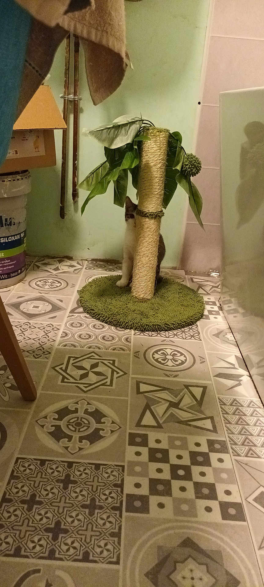 Rubis a rejoint le concours — aidez-le/la à gagner de superbes lots ! cat, scratching_post, indoor, floor_tiles, green_mat, curious, houseplant, wall, bucket, cardboard_box, furniture_leg, shadow, pet, animal, home, floor, decor, leaf, pattern, room