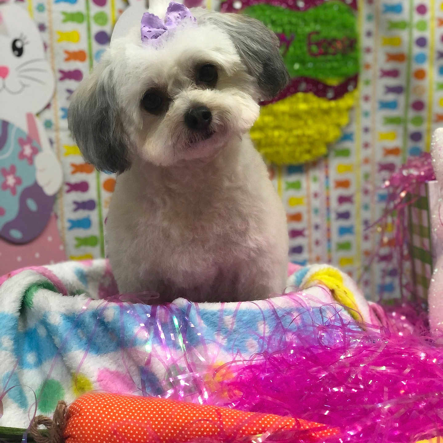 Luna joined the competition — help win amazing prizes! animal, background, basket, bow, bunny, carrot, colorful, cute, decorations, dog, easter, egg, festive, fluffy, head_tilt, indoor, pet, portrait, ribbons, toy