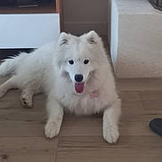 A.ruby a rejoint le concours — aidez-le/la à gagner de superbes lots ! dog, white_dog, fluffy, samoyed, pet, tongue_out, lying_down, indoor, wooden_floor, living_room, furniture, sofa, cabinet, home, cute, adorable, fur, paws, black_nose, playful