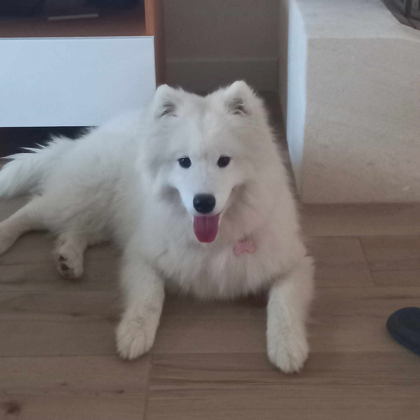 A.ruby a rejoint le concours — aidez-le/la à gagner de superbes lots ! dog, white_dog, fluffy, samoyed, pet, tongue_out, lying_down, indoor, wooden_floor, living_room, furniture, sofa, cabinet, home, cute, adorable, fur, paws, black_nose, playful