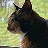 cat, calico_cat, profile, window, screen, greenery, outdoor, pet, animal, feline, whiskers, ears, fur, side_view, curious, contemplative, daylight, closeup, indoor, quiet
