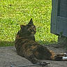 Candace-Elizabeth is registered to the contest to win money with this photo: cat, tortoiseshell, animal, pet, outdoor, grass, porch, concrete, door, relaxed, lying_down, looking_back, sunlight, shadow, curious, feline, nature, summer, daytime, resting