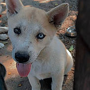 Bailey joined the competition — help win amazing prizes! puppy, dog, white_dog, heterochromia, tongue_out, outdoor, dirt_ground, curious, pet, young_dog, ears_up, close_up, animal, canine, playful, cute, friendly, sitting, looking_up, heterochromatic_eyes