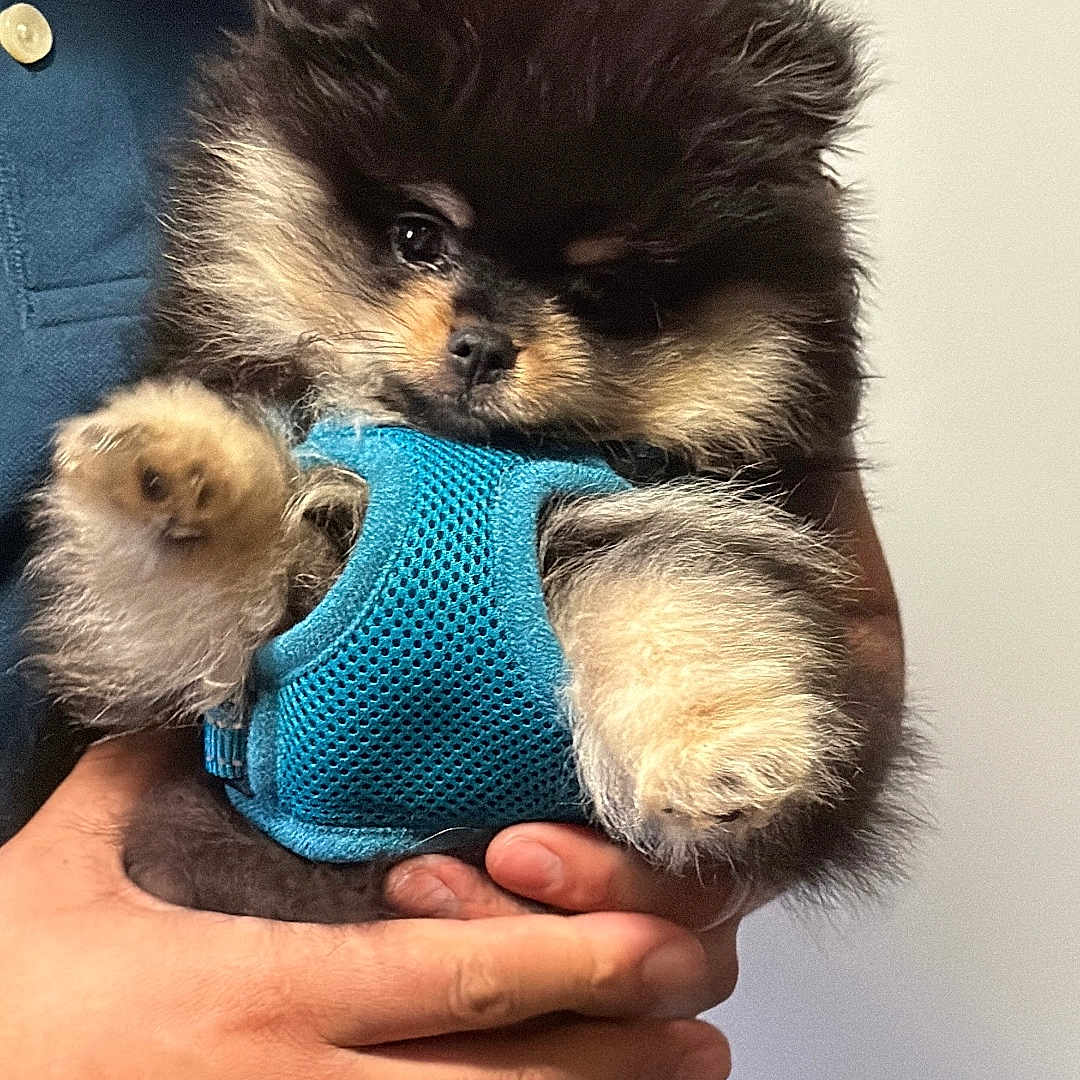 Rocky is registered to the contest to win money with this photo: affenpinscher, animal, baby, bodypart, canine, cat, dog, face, finger, hand, head, husky, kitten, monkey, person, pet, photography, portrait, puppy, terrier