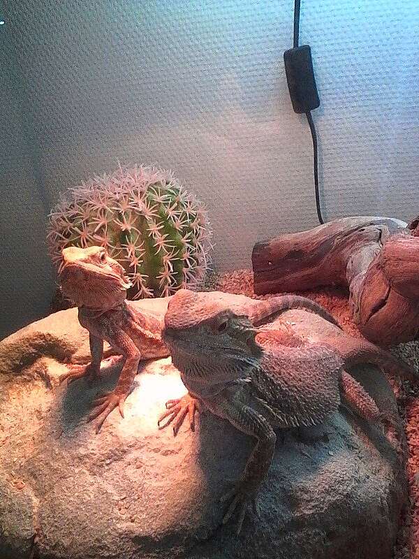 Oscar Et Orfee a rejoint le concours — aidez-le/la à gagner de superbes lots ! art, dragon_lizard, flesh, green_iguana, human, iguana, iguania, iguanidae, komodo_dragon, lizard, reptile, scaled_reptile, sculpture