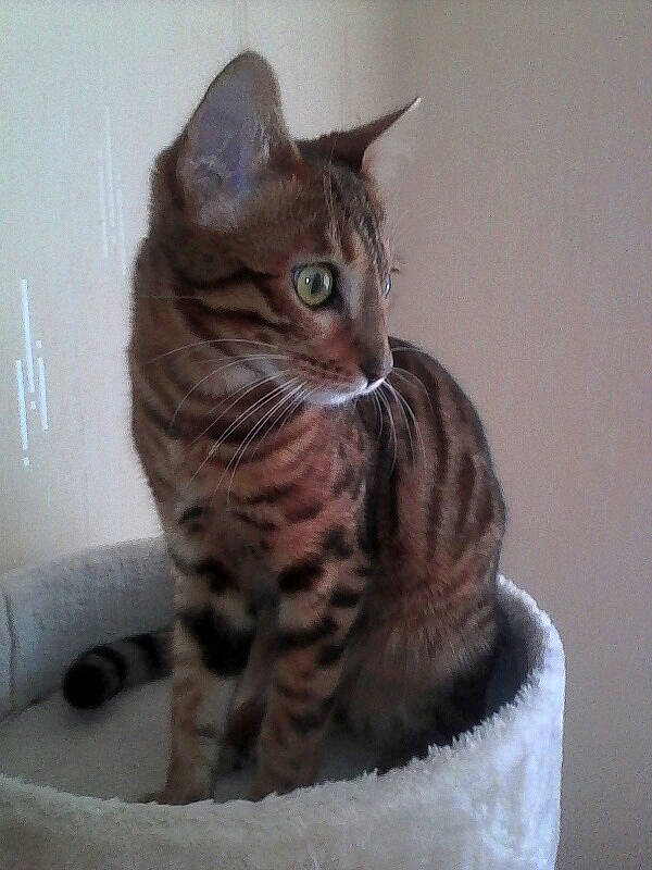 Pénélope a rejoint le concours — aidez-le/la à gagner de superbes lots ! arabian_mau, asian, australian_mist, bengal, california_spangled, carnivore, cat, domestic_short_haired_cat, dragon_li, egyptian_mau, european_shorthair, felidae, mammal, ocicat, small_to_medium_sized_cats, sokoke, tabby_cat, toyger, vertebrate, whiskers