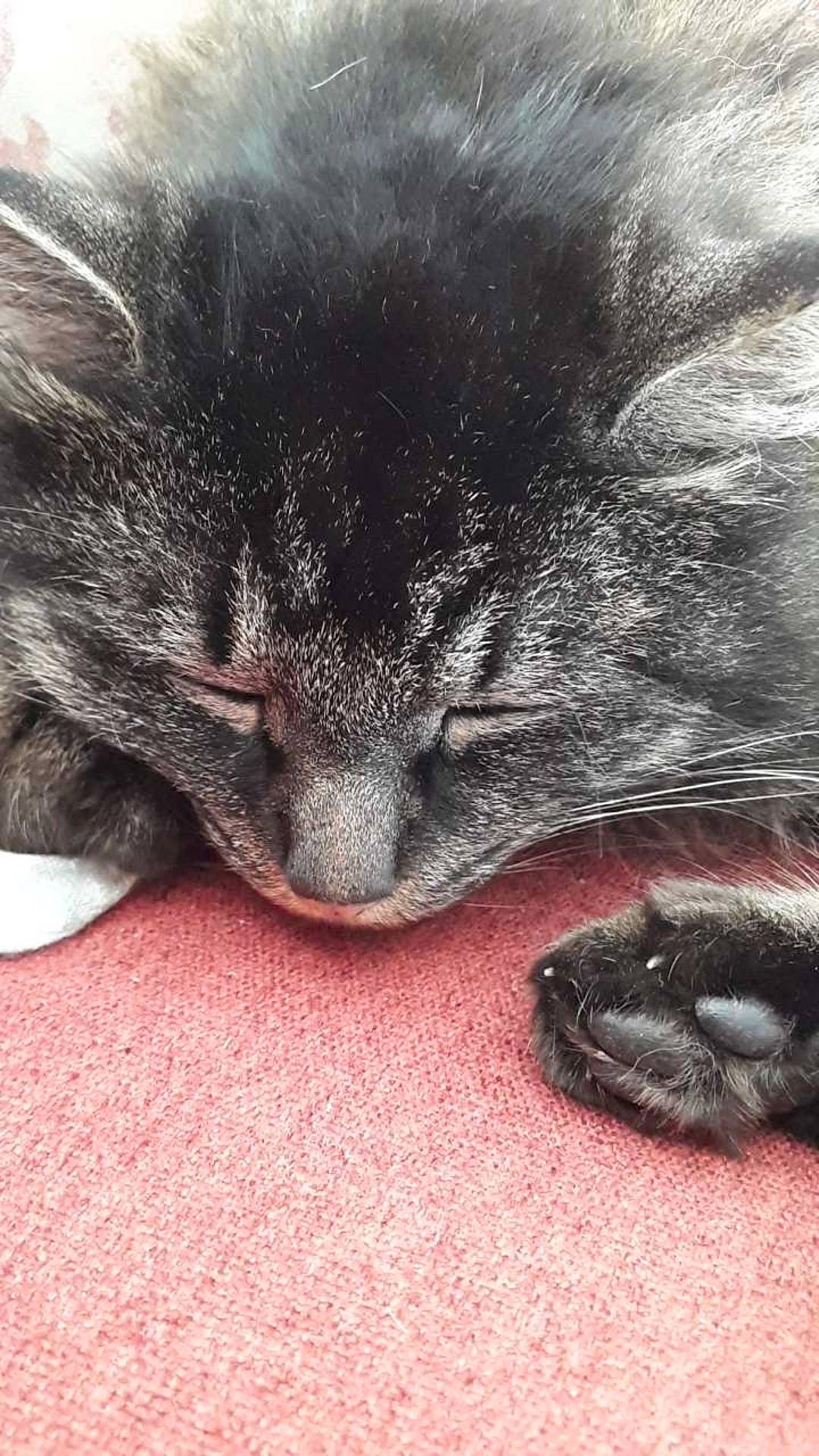 Pile-poil a rejoint le concours — aidez-le/la à gagner de superbes lots ! black_cat, bombay, carnivore, cat, close_up, comfort, domestic_short_haired_cat, eye, felidae, fur, grey, hair, head, human_leg, nap, paw, small_to_medium_sized_cats, snout, tail, whiskers