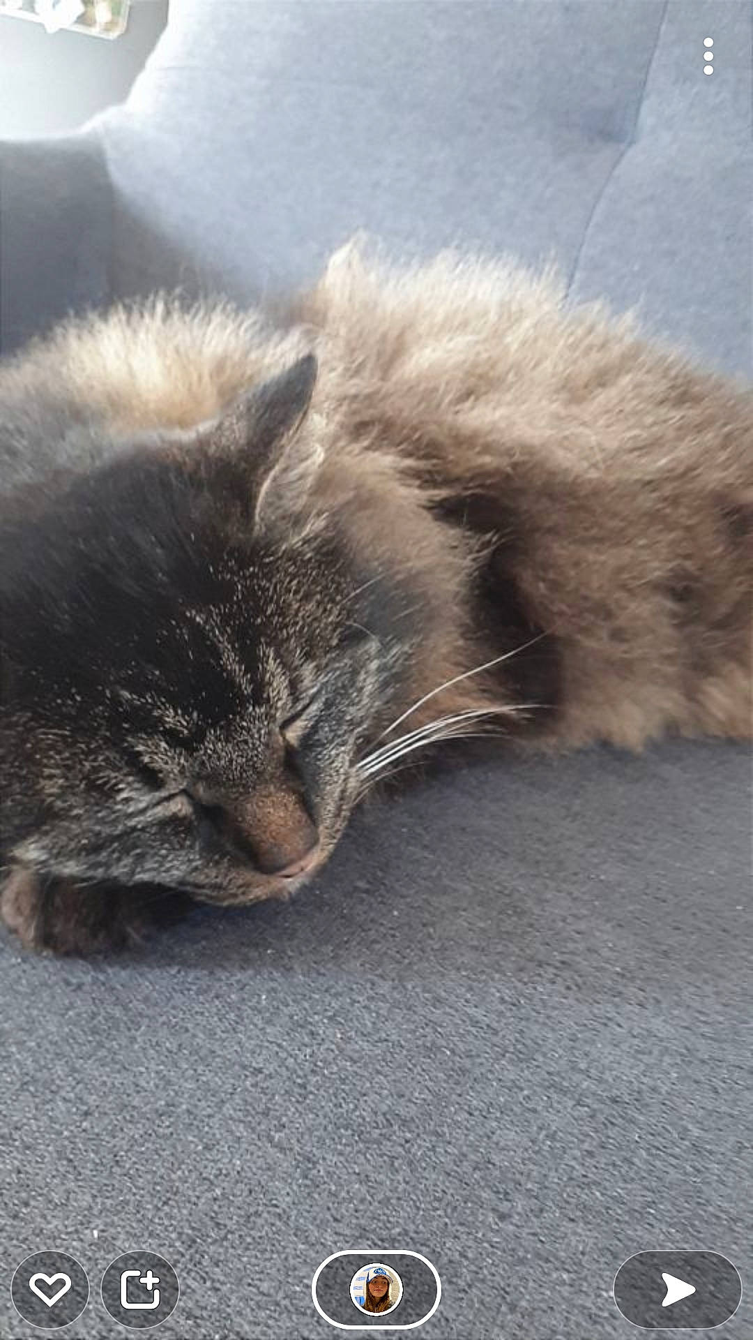 Pile-poil a rejoint le concours — aidez-le/la à gagner de superbes lots ! carnivore, cat, claw, cloud, comfort, domestic_short_haired_cat, eye, felidae, flooring, fur, grey, nap, paw, sky, sleep, small_to_medium_sized_cats, snout, tail, terrestrial_animal, whiskers