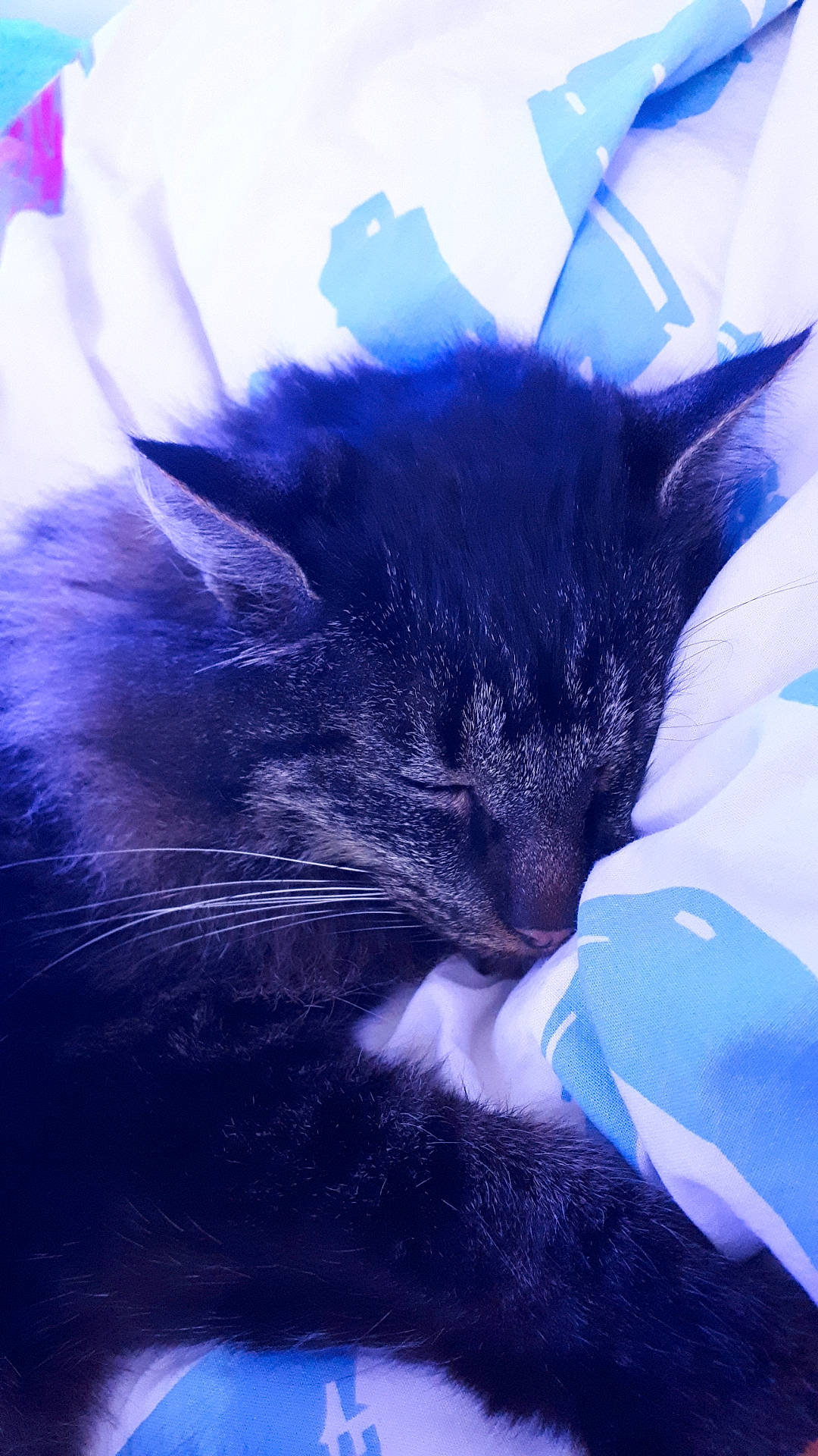 Pile-poil participe au concours pour gagner de l'argent avec cette photo : black_cat, carnivore, cat, close_up, cloud, comfort, domestic_short_haired_cat, electric_blue, felidae, fur, grass, nap, paw, plant, purple, sky, small_to_medium_sized_cats, snout, tail, whiskers