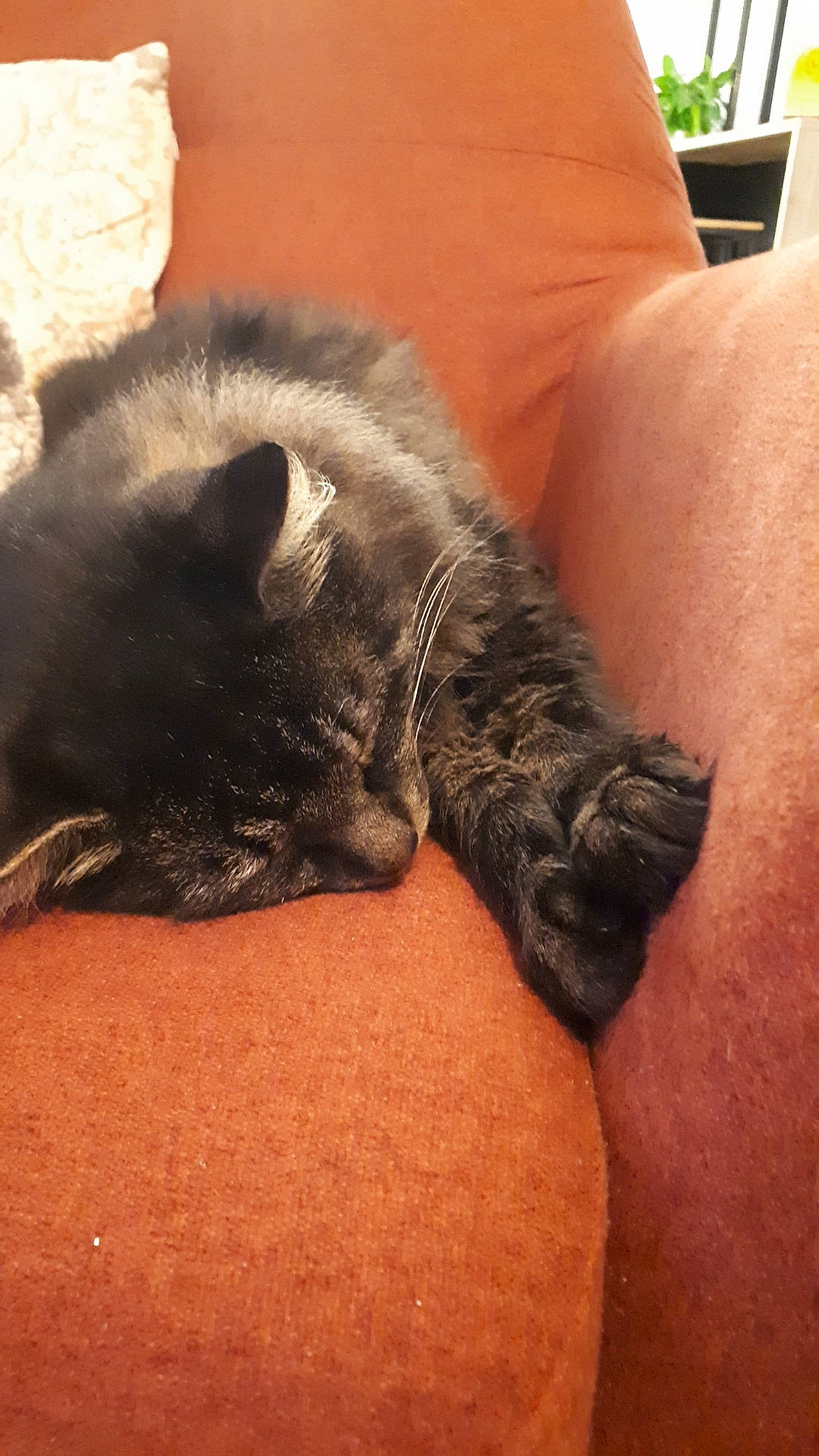 Pile-poil a rejoint le concours — aidez-le/la à gagner de superbes lots ! carnivore, cat, claw, comfort, domestic_short_haired_cat, fawn, felidae, fur, grey, human_leg, leg, mammal, nap, paw, small_to_medium_sized_cats, snout, tail, terrestrial_animal, vertebrate, whiskers