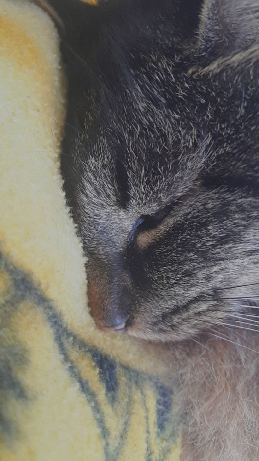 Pile-poil participe au concours pour gagner de l'argent avec cette photo : carnivore, cat, claw, close_up, domestic_short_haired_cat, fawn, felidae, fur, grey, nap, painting, paw, small_to_medium_sized_cats, snout, tail, terrestrial_animal, tree, whiskers, wildlife, wood